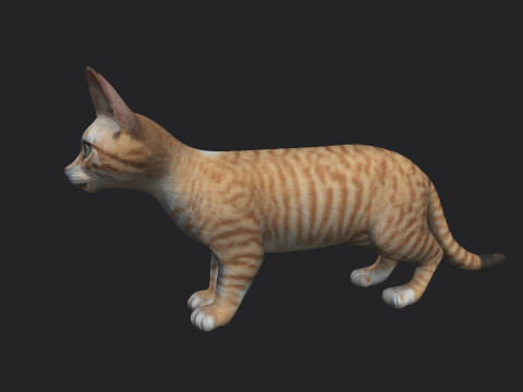 Cat 001 3Dモデル