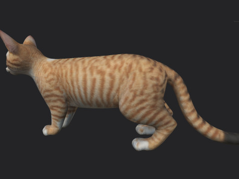 Cat 001 3Dモデル