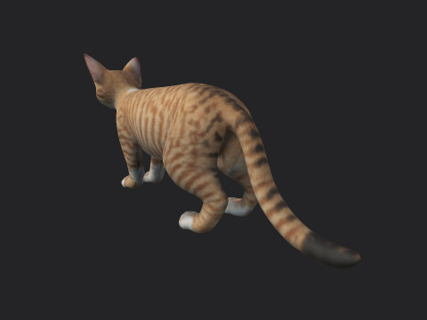 Cat 001 3Dモデル