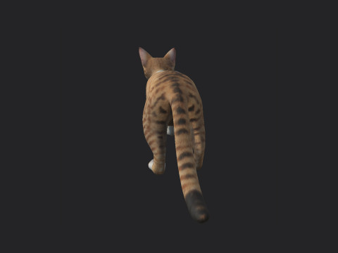 Cat 001 3Dモデル