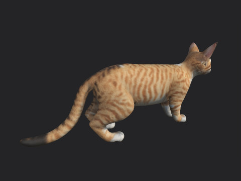 Cat 001 3Dモデル