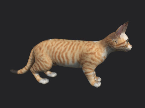 Cat 001 3Dモデル