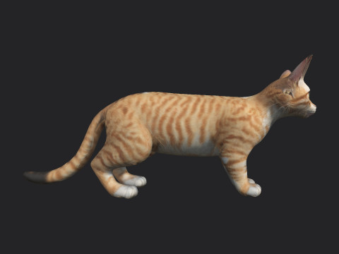 Cat 001 3Dモデル