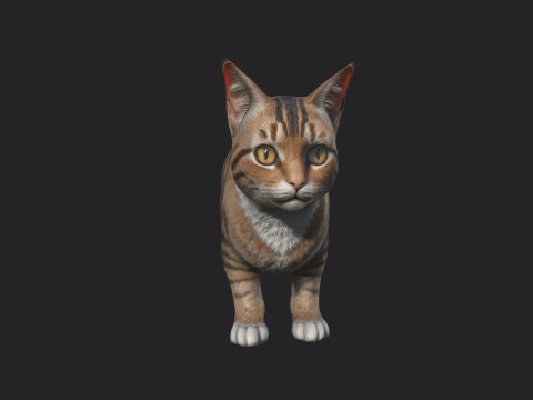 Cat 001 3D Model