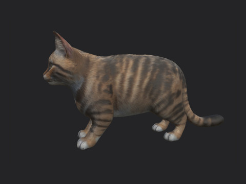Cat 001 3D Model