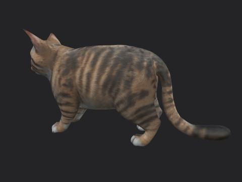 Cat 001 3D Model