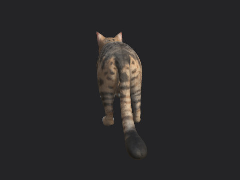 Cat 001 3D Model