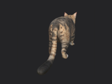 Cat 001 3D Model