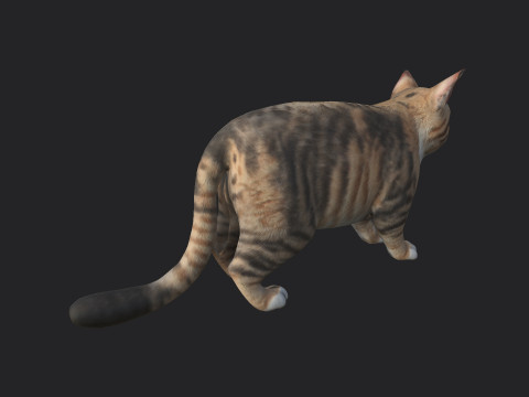 Cat 001 3D Model