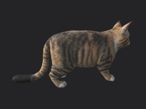 Cat 001 3D Model
