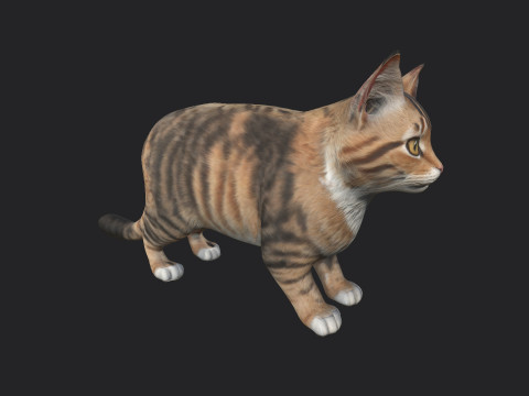 Cat 001 3D Model