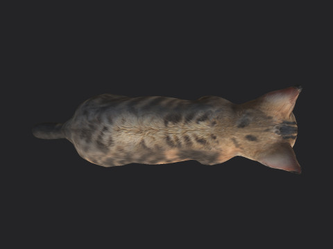 Cat 001 3D Model