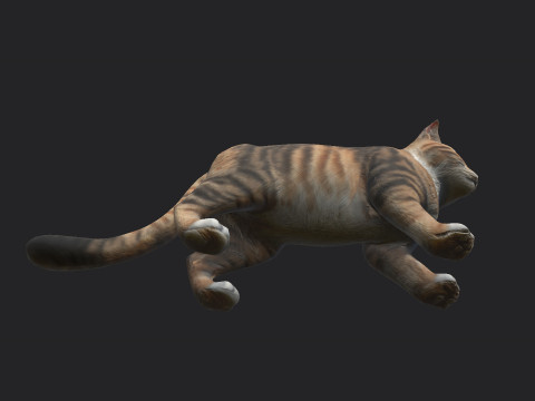 Cat 001 3D Model