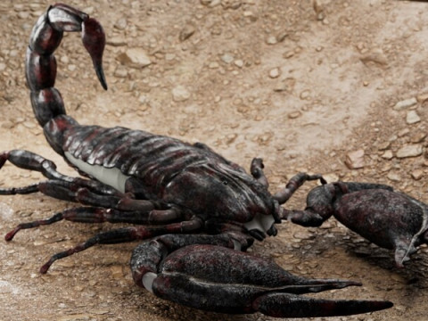 Scorpion 3D मॉडल