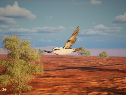 Game Ready Kookaburra with Animations Low-poly 3Dモデル