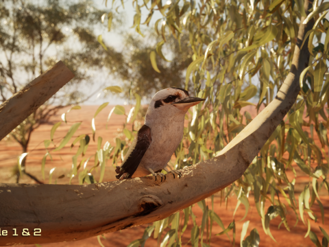 Game Ready Kookaburra with Animations Low-poly 3Dモデル