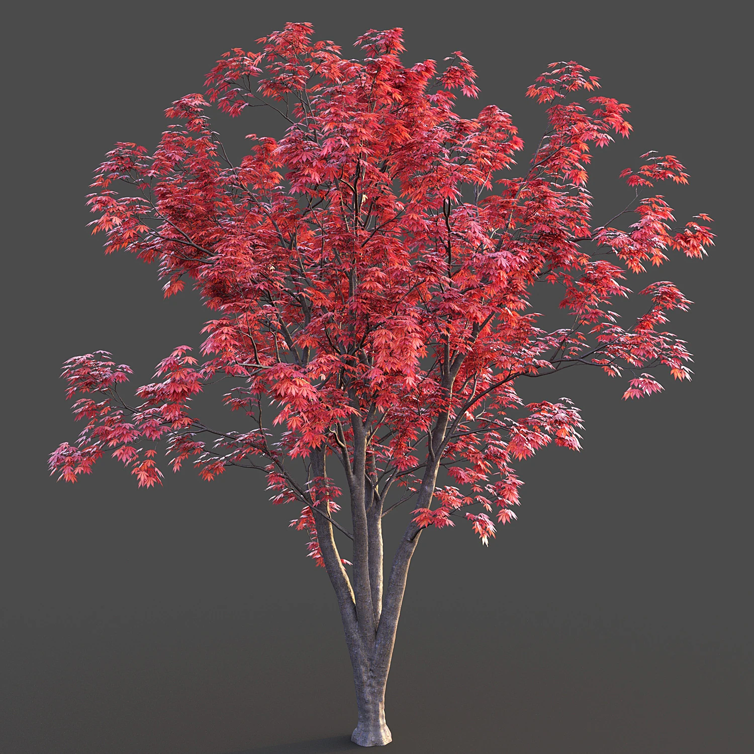 Japanese Maple 3D Model .c4d .max .obj .3ds .fbx .stl .blend 