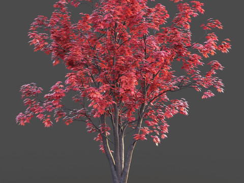 Japanese Maple 3D Модель
