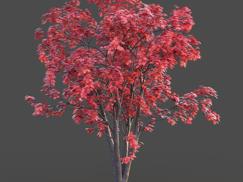 Japanese Maple Modelo 3D