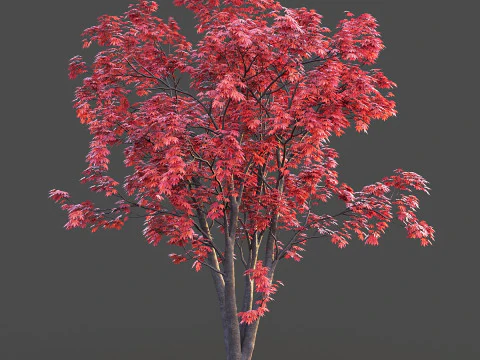Japanese Maple 3D Model