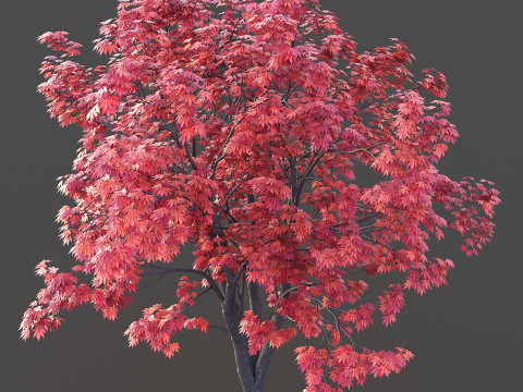 Japanese Maple Modelo 3D