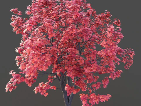 Japanese Maple 3D Model