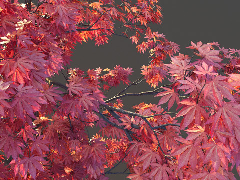 Japanese Maple Modelo 3D