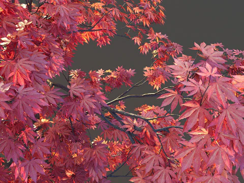Japanese Maple 3D Model