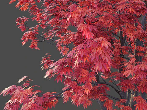 Japanese Maple 3D Model