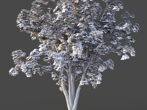 Japanese Maple Modelo 3D
