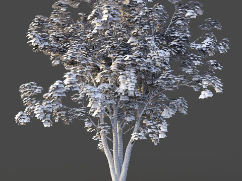 Japanese Maple 3D Model