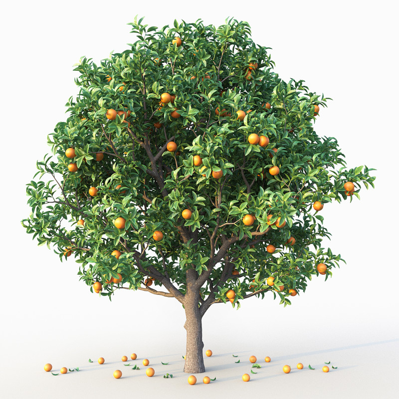 Orange Tree 3D Model .c4d .max .obj .3ds .fbx .stl .blend 