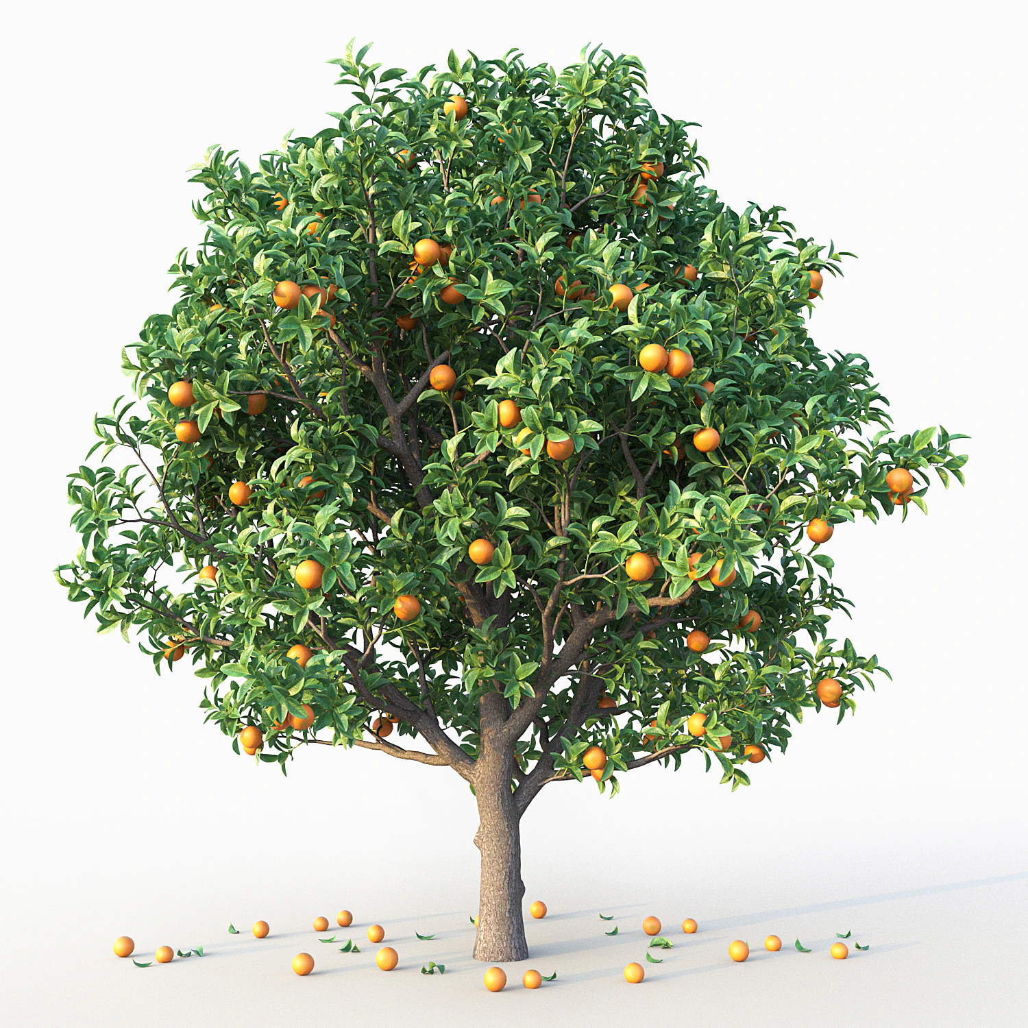 Orange Tree 3D Model .c4d .max .obj .3ds .fbx .stl .blend 