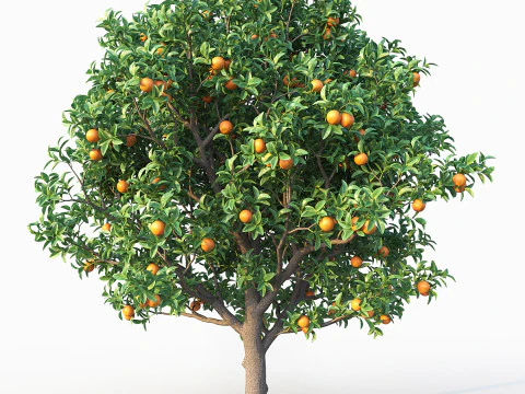 Orange Tree 3D Model