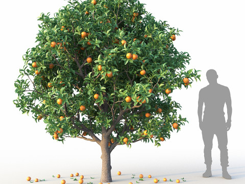 Orange Tree 3D Model