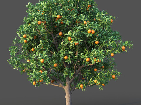 Orange Tree 3D Model