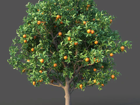 Orange Tree 3D Model