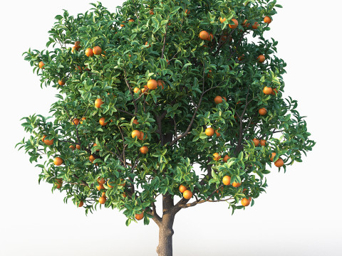Orange Tree 3D Model