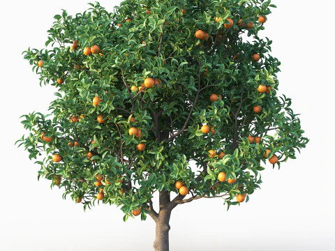 Orange Tree 3D Model