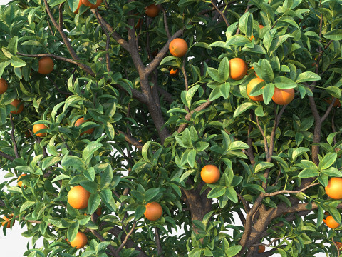 Orange Tree 3D Model