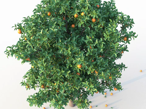 Orange Tree 3D Model