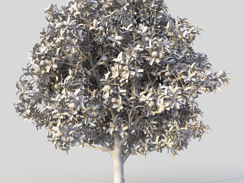 Orange Tree 3D Model