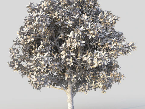 Orange Tree 3D Model
