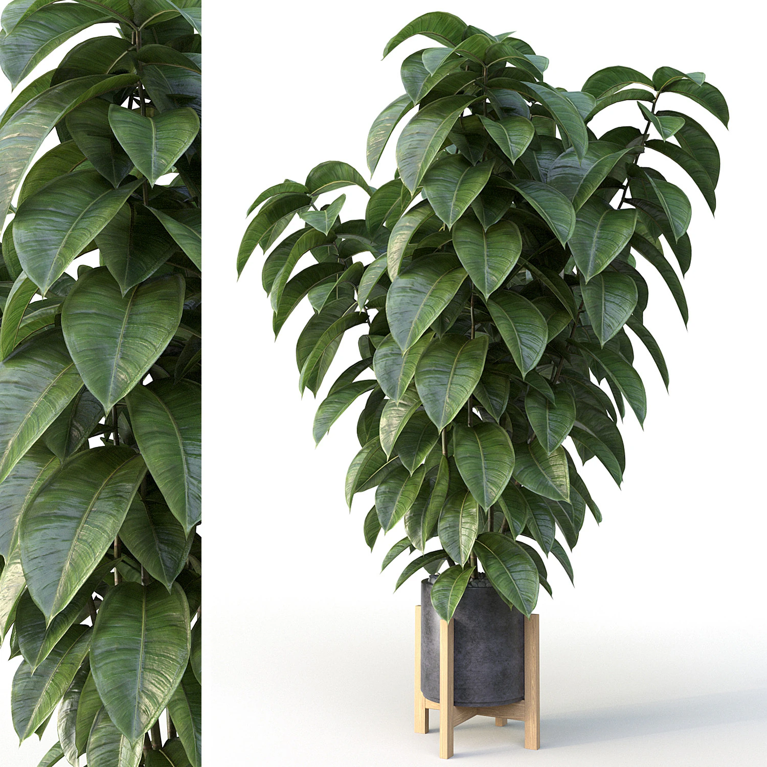 Ficus 01 3D Model .c4d .max .obj .3ds .fbx .stl .blend