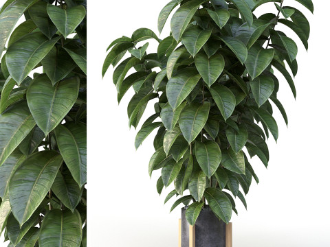 Ficus 01 3D Model