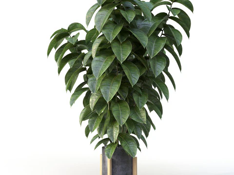 Ficus 01 3D Model