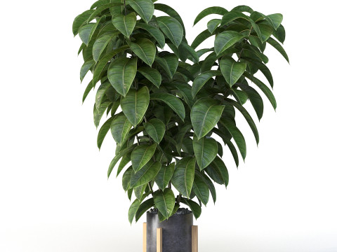 Ficus 01 3D Model