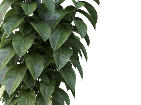 Ficus 01 3D Model