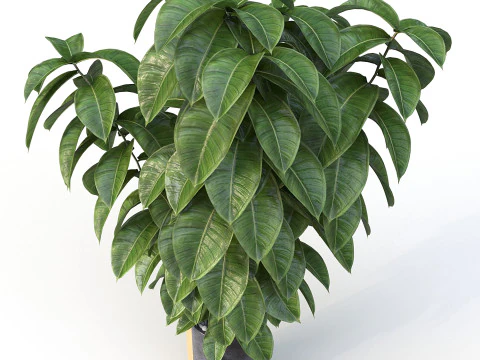 Ficus 01 3D Model