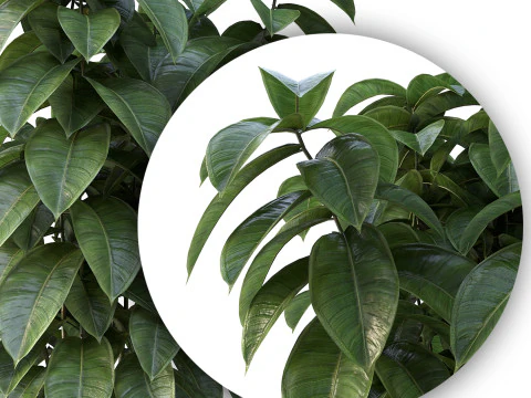 Ficus 01 3D Model